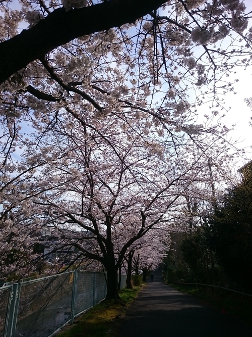 鶴ヶ峰の帷子川沿いの桜−１.JPG