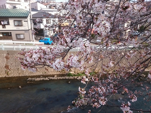 鶴ヶ峰の帷子川沿いの桜−２.JPG