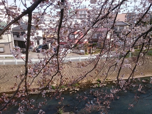 鶴ヶ峰の帷子川沿いの桜−３.JPG
