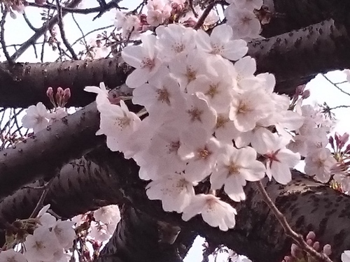鶴ヶ峰の帷子川沿いの桜−５.JPG